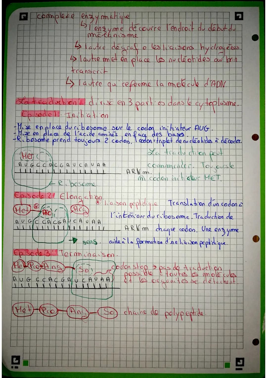 brin non transcrit
AGA AAC GAG TTC TAG
Transcription
maturation
ARN m
AGA AAC GAG UUC UAG
traduction des
chaînes d'acides
aminés = protéine