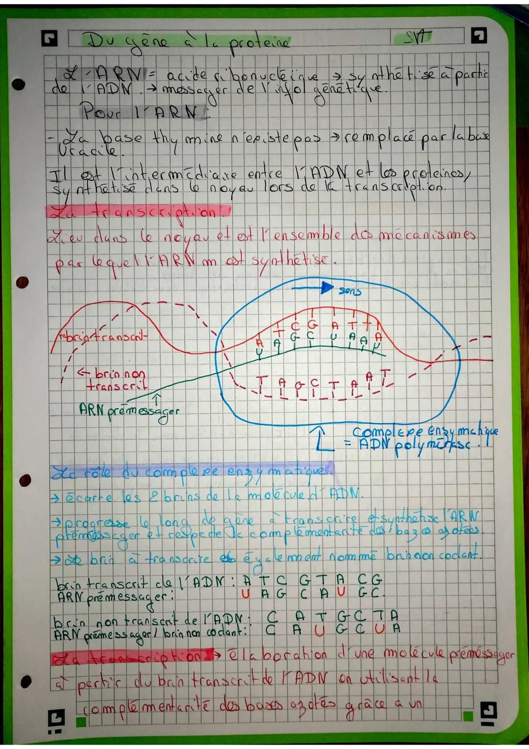brin non transcrit
AGA AAC GAG TTC TAG
Transcription
maturation
ARN m
AGA AAC GAG UUC UAG
traduction des
chaînes d'acides
aminés = protéine