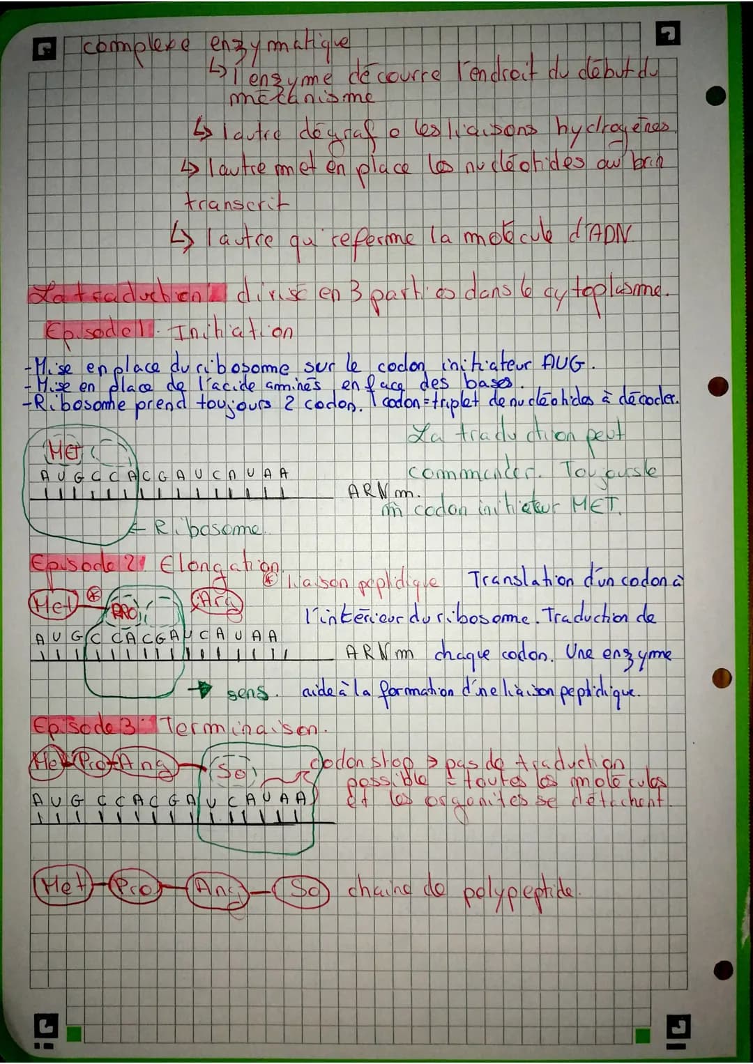 brin non transcrit
AGA AAC GAG TTC TAG
Transcription
maturation
ARN m
AGA AAC GAG UUC UAG
traduction des
chaînes d'acides
aminés = protéine