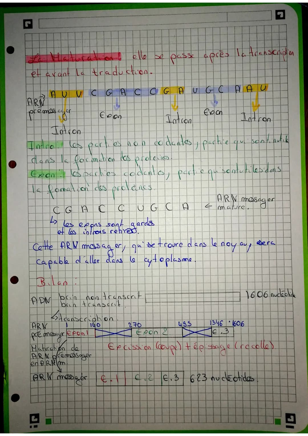 brin non transcrit
AGA AAC GAG TTC TAG
Transcription
maturation
ARN m
AGA AAC GAG UUC UAG
traduction des
chaînes d'acides
aminés = protéine