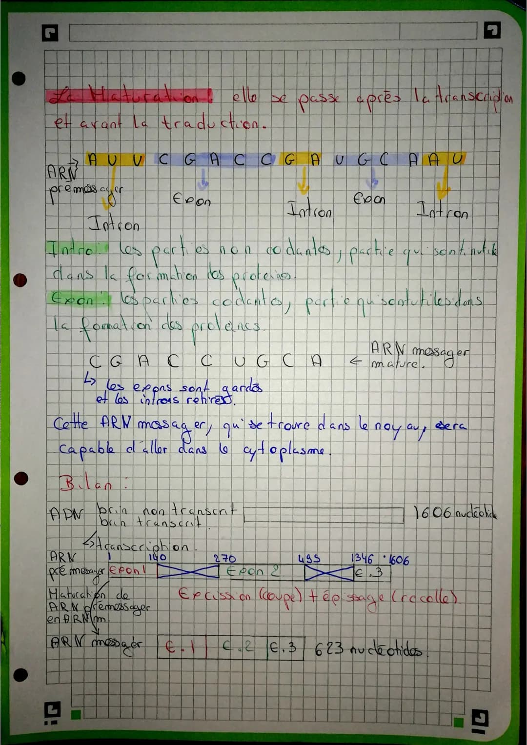 brin non transcrit
AGA AAC GAG TTC TAG
Transcription
maturation
ARN m
AGA AAC GAG UUC UAG
traduction des
chaînes d'acides
aminés = protéine