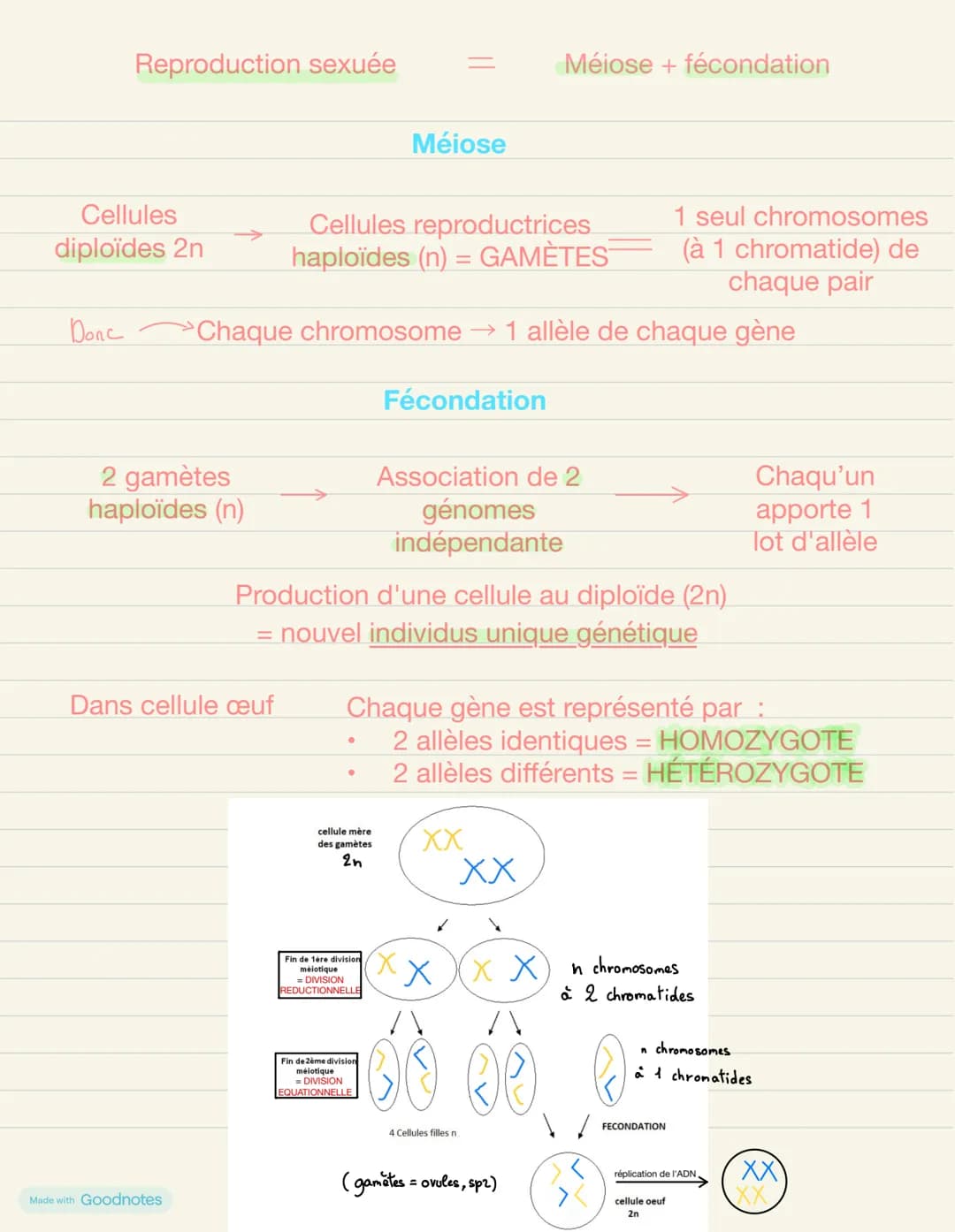 # Thème 1A- La Terre, la vie de l'organisation de vivant
## Chapitre 1: l'origine du génotype des individus
# INTRODUCTION
Reproduction d