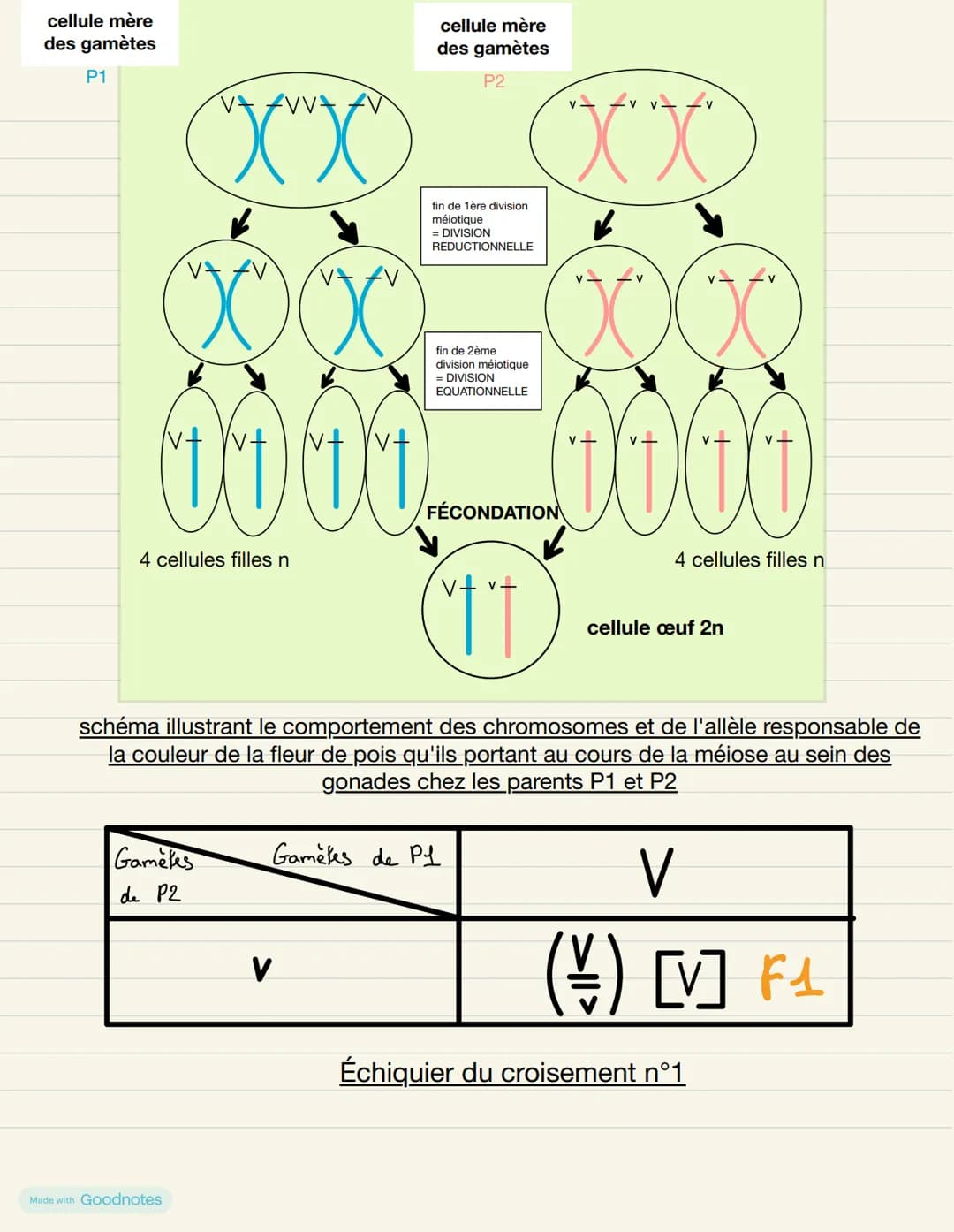# Thème 1A- La Terre, la vie de l'organisation de vivant
## Chapitre 1: l'origine du génotype des individus
# INTRODUCTION
Reproduction d