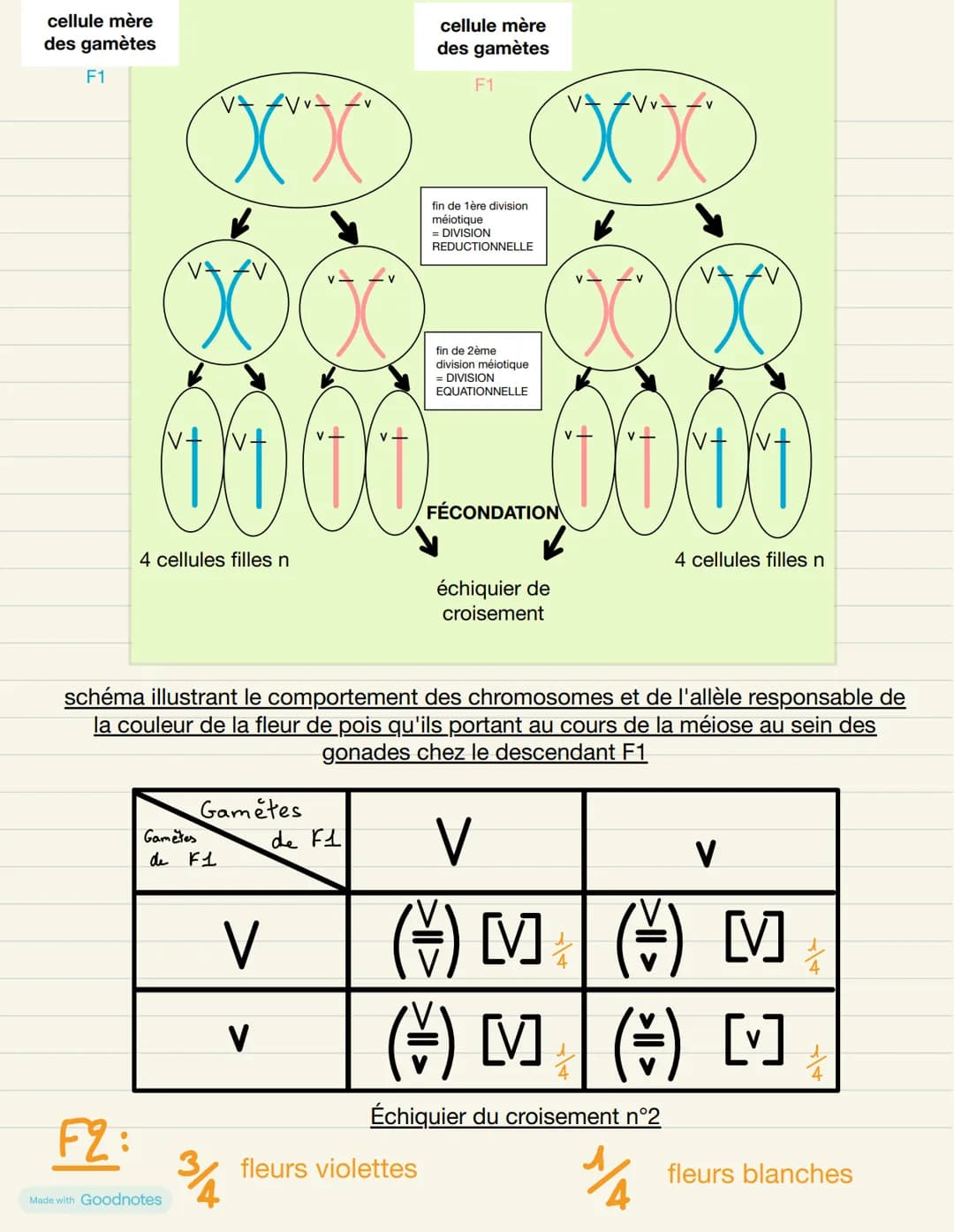 # Thème 1A- La Terre, la vie de l'organisation de vivant
## Chapitre 1: l'origine du génotype des individus
# INTRODUCTION
Reproduction d