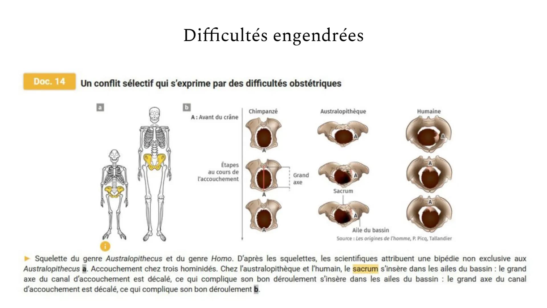Les difficultés
obstétricales,
un compromis
sélectif ? # Introduction
**Sélection naturelle**
théorie de Darwin sur l'évolution, selon laqu