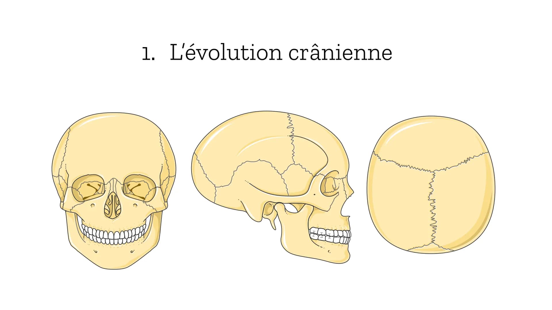 Les difficultés
obstétricales,
un compromis
sélectif ? # Introduction
**Sélection naturelle**
théorie de Darwin sur l'évolution, selon laqu