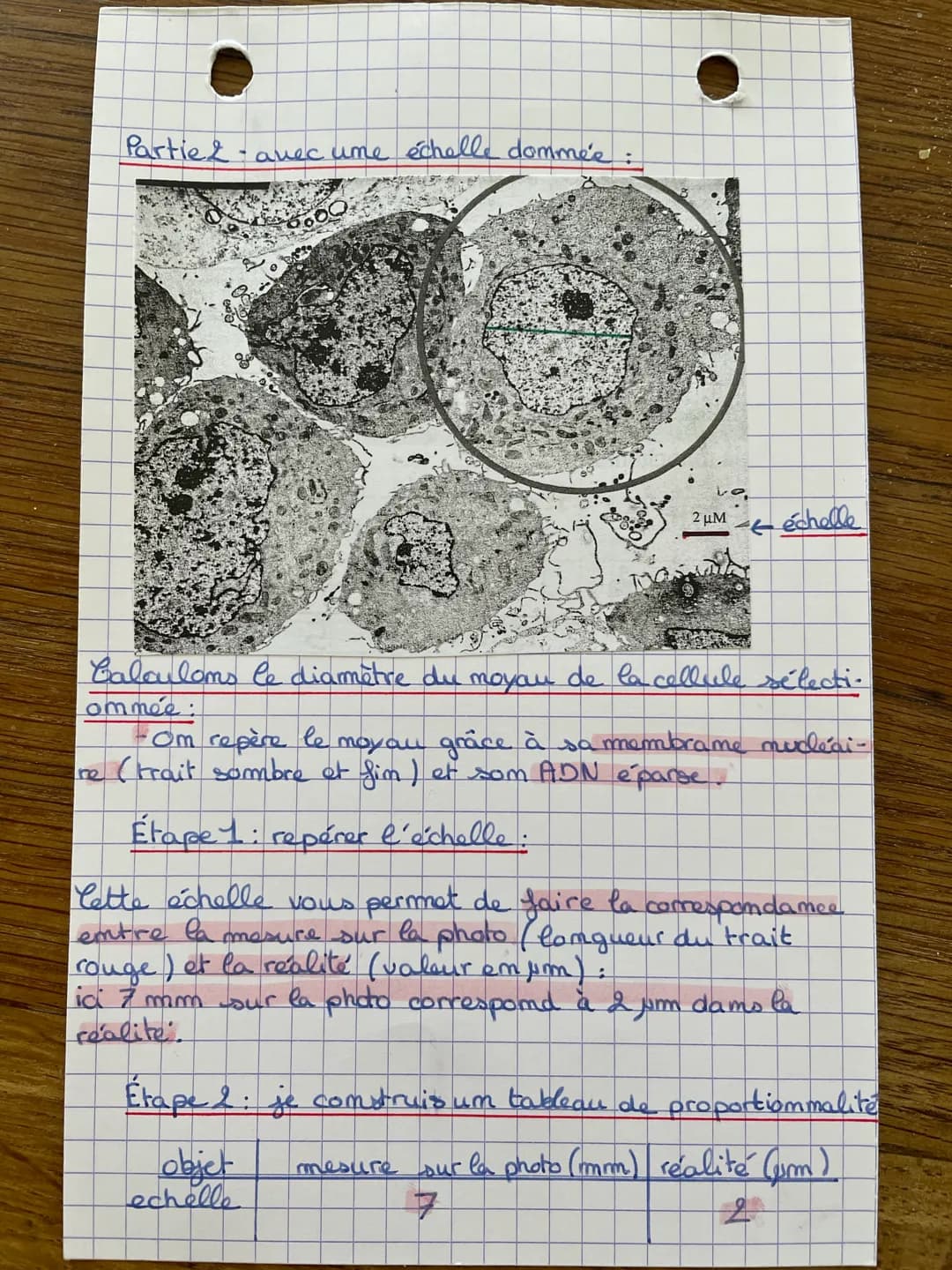 # SVT - Fiche methode: 1
1
Calculer la taille d'um element
à partir d'ume photo prise au
microscope.
## Partie 1 - auec um grossissement do
