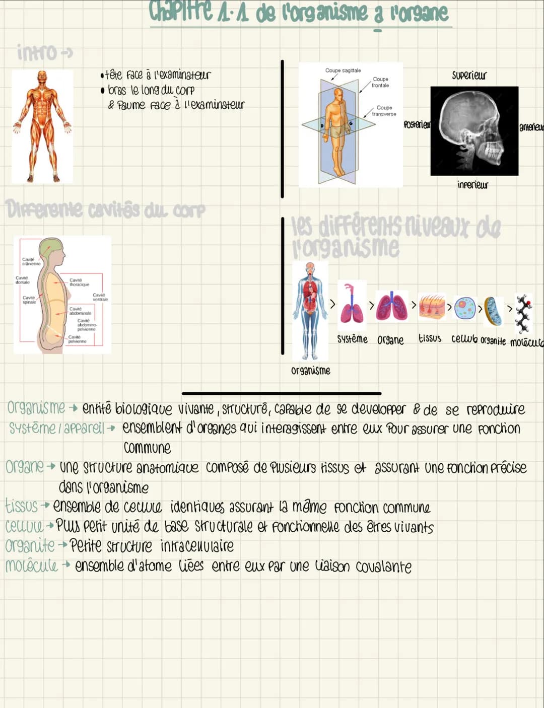 # Chapitre 1.1 de l'organisme a l'organe
intro ->
- tête face à l'examinateur
- bras le long du corp
- Paume face à l'examinateur
## Differe
