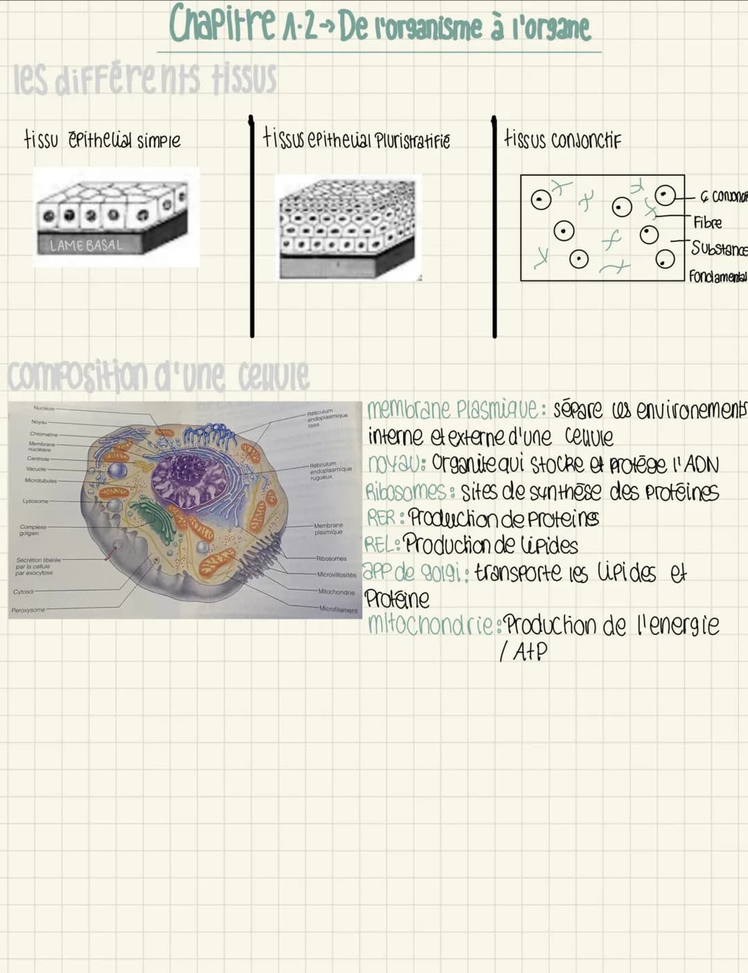 # Chapitre 1.1 de l'organisme a l'organe
intro ->
- tête face à l'examinateur
- bras le long du corp
- Paume face à l'examinateur
## Differe