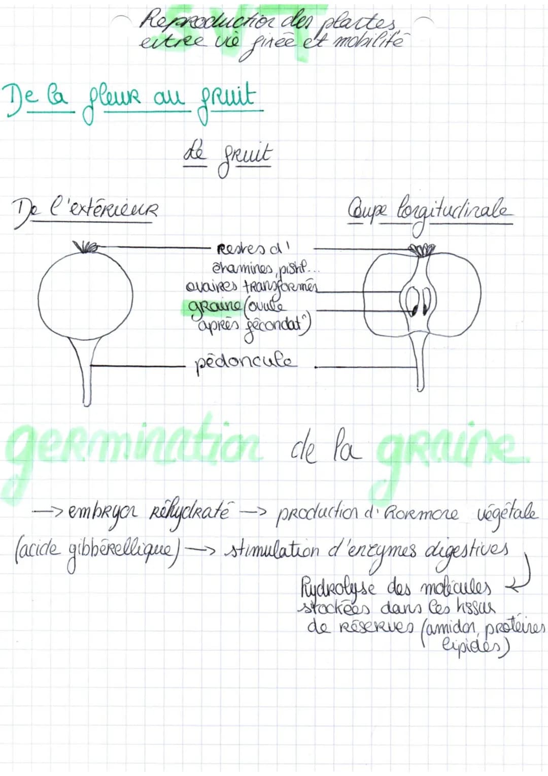 - Autofécondation
- Fécondation Croisée : favorisée {
diversification
brassage des
allèles
}
## POURQUOI ?
* Maturité décalée dans