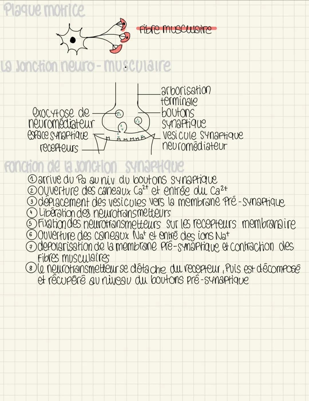 ## 2.4 le muscle, la cellule musculaire et la contraction
### muscie
- epimysium
- Faisceau de fibre
- artère/veine
- Perimysium
- endomysiu