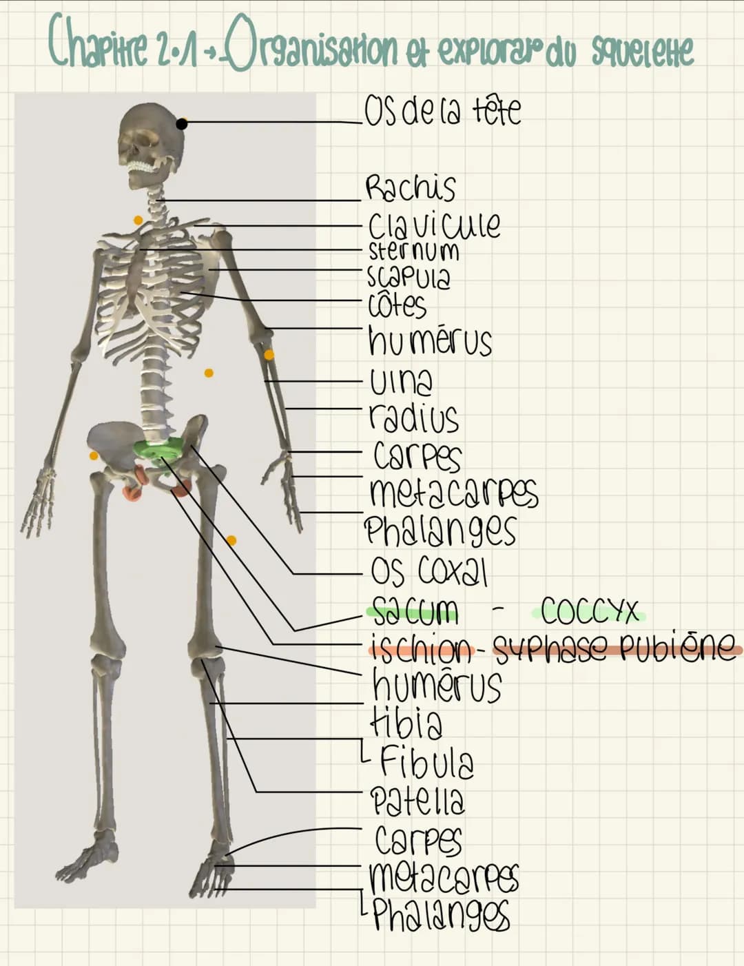 ## 2.4 le muscle, la cellule musculaire et la contraction
### muscie
- epimysium
- Faisceau de fibre
- artère/veine
- Perimysium
- endomysiu