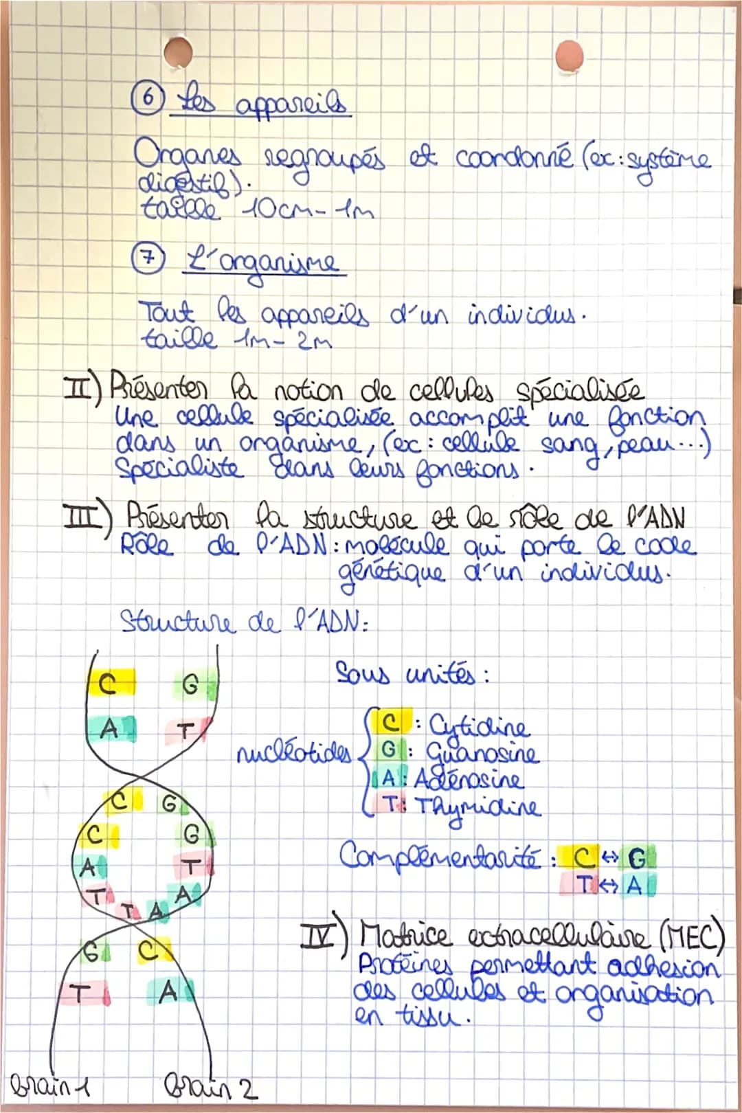 6. Les appareils
Organes regroupés et coordonné (ex: systeme digestif).
taille 10cm-1m
7. L'organisme
Tout les appareils d'un individus.
tai
