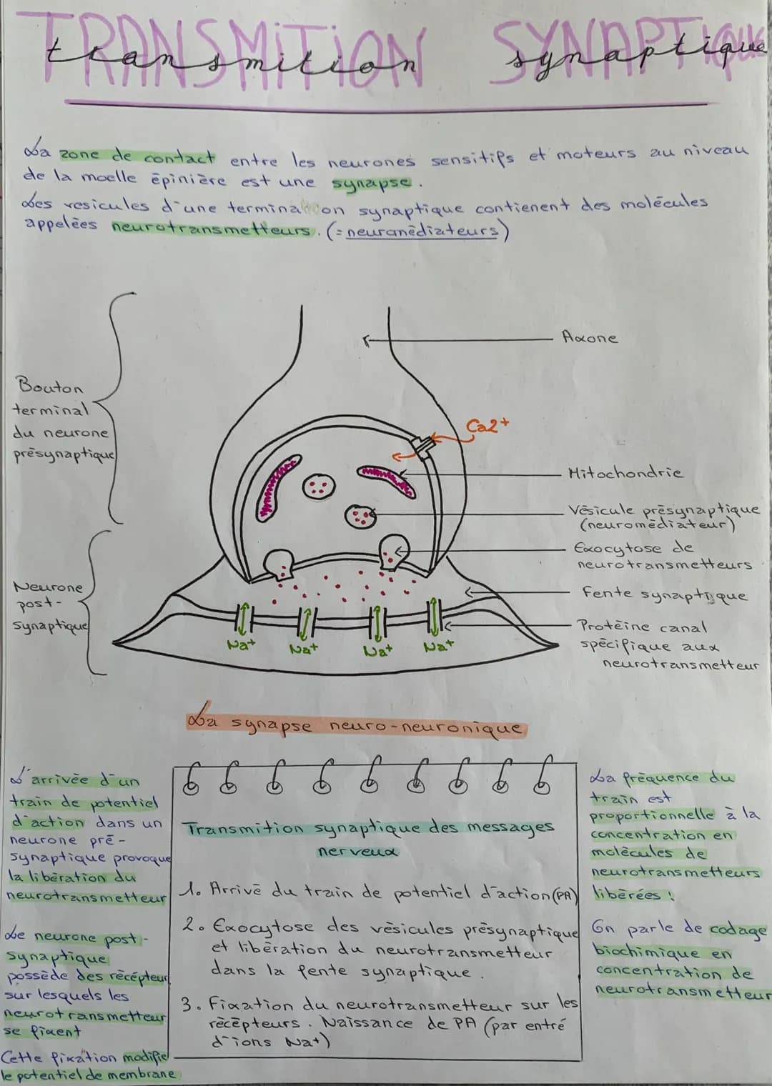 Le message électrique enregistré au niveau d'un muscle est proportionnelle à la quantité de neurotransmetteurs au niveau de la synapse neuro