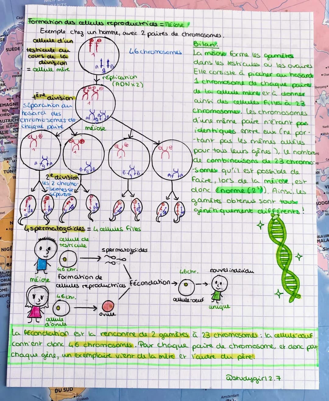 # Formation des cellules reproductrices = Méiose
Exemple chez un homme, avec 2 paires de chromosomes.
cellule d'un
testicule au
cours de la