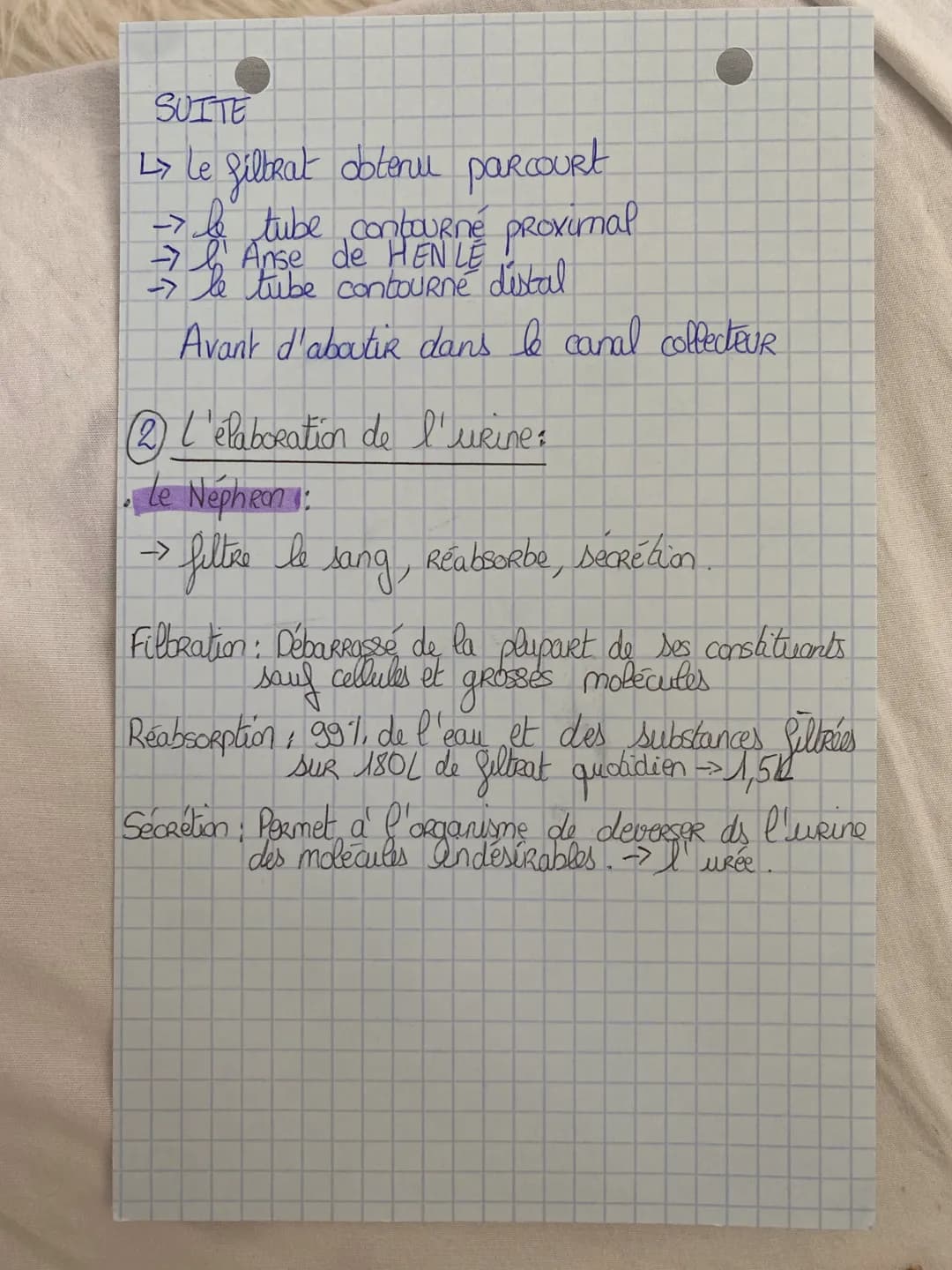 SUITE
↳ Le filtrat obtenu parcourt
→ le tube contourné proximal
→ l'Anse de HENLE
→ le tube contourné distal
Avant d'aboutir dans le canal c
