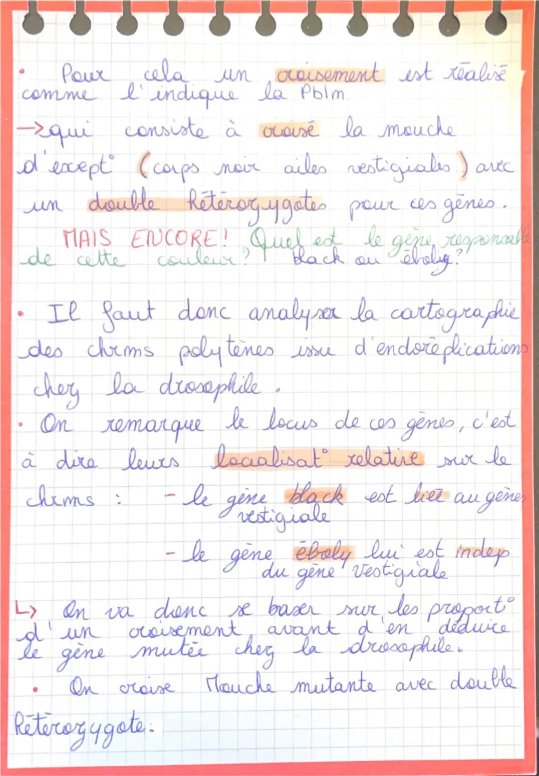 # TP Génétique drosophiles
- 1 population de drosophiles (phénotype) corps jaune à ailes vestigiales de ligné pur.
- Mais dans cette popula