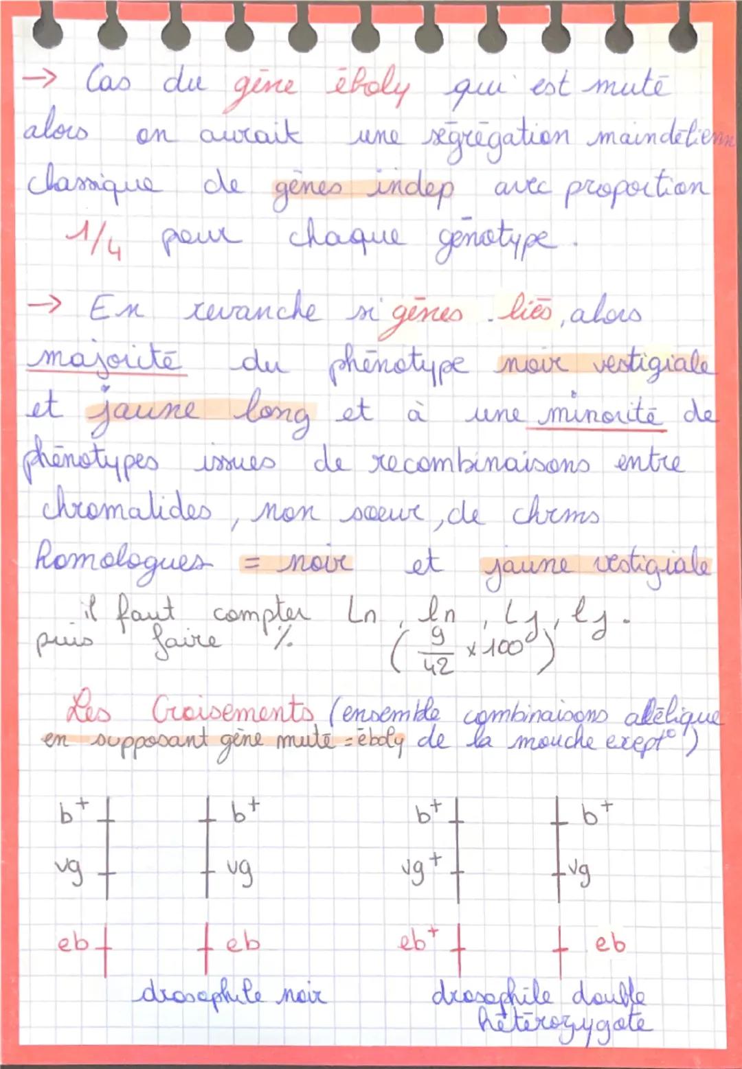 # TP Génétique drosophiles
- 1 population de drosophiles (phénotype) corps jaune à ailes vestigiales de ligné pur.
- Mais dans cette popula
