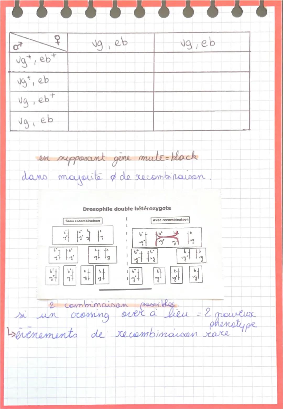 # TP Génétique drosophiles
- 1 population de drosophiles (phénotype) corps jaune à ailes vestigiales de ligné pur.
- Mais dans cette popula