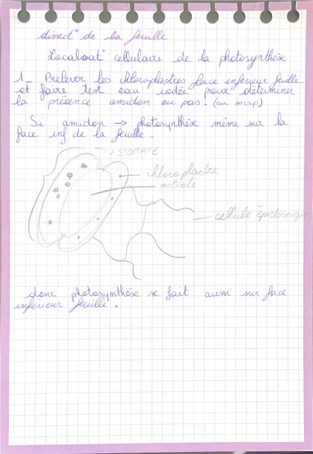 # TP Génétique drosophiles
- 1 population de drosophiles (phénotype) corps jaune à ailes vestigiales de ligné pur.
- Mais dans cette popula