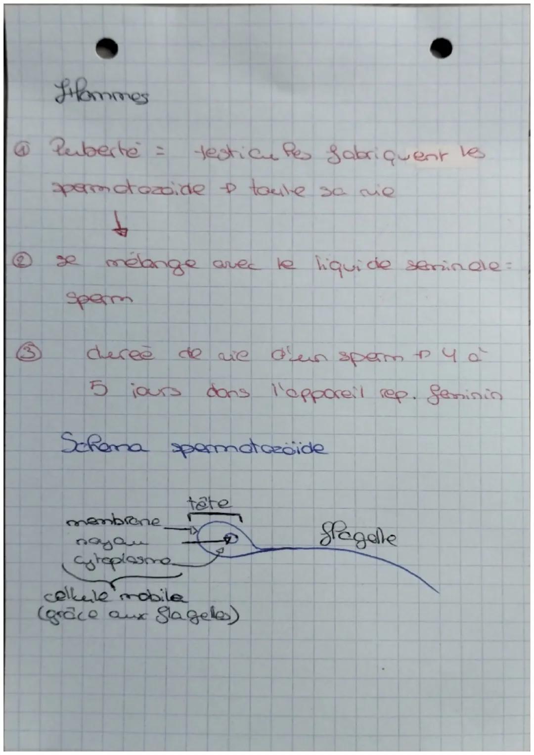 ♡
La Reproduction humaine
DEFINITIONS:
puberté: periode dans laquelle le согр
subit des changement physique er
pagchologique pour donner