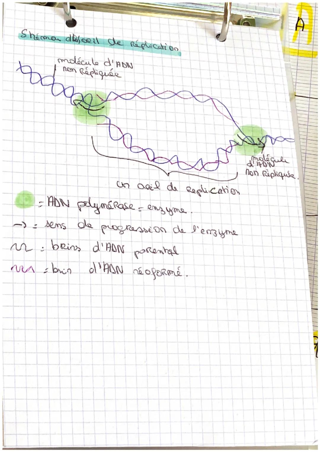 SVT
La Réplication semi-conservative de l'ADN.
AG COURS de la phase S les deux brins de la
molécule se séparent et senceent de matrice
(supp