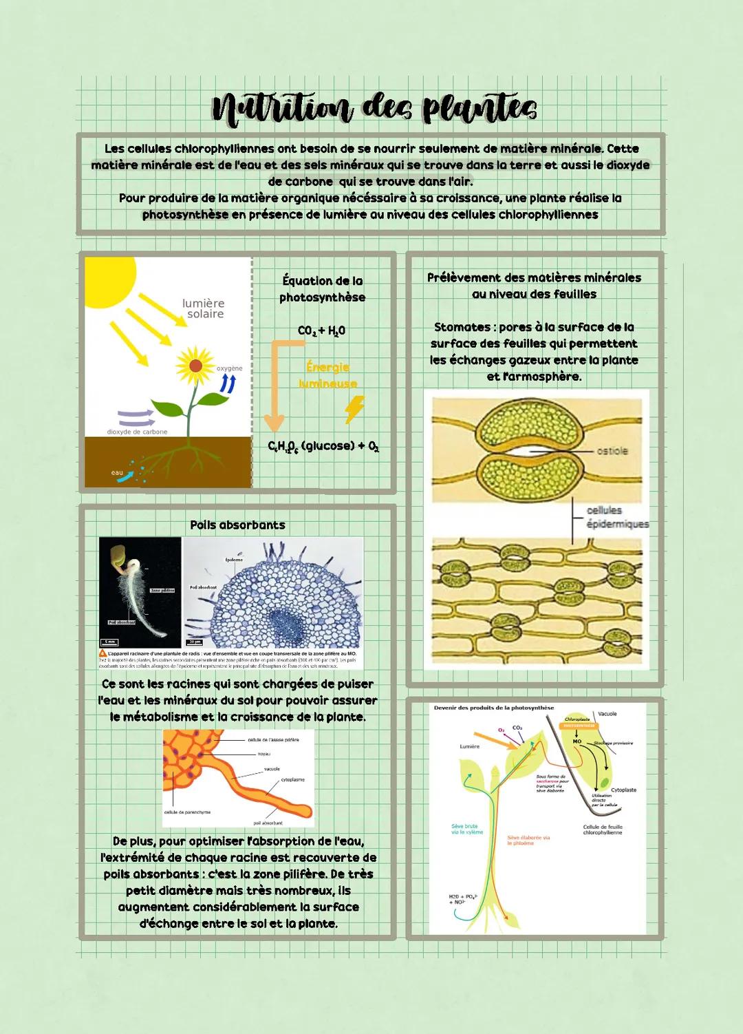 Nutrition des plantes