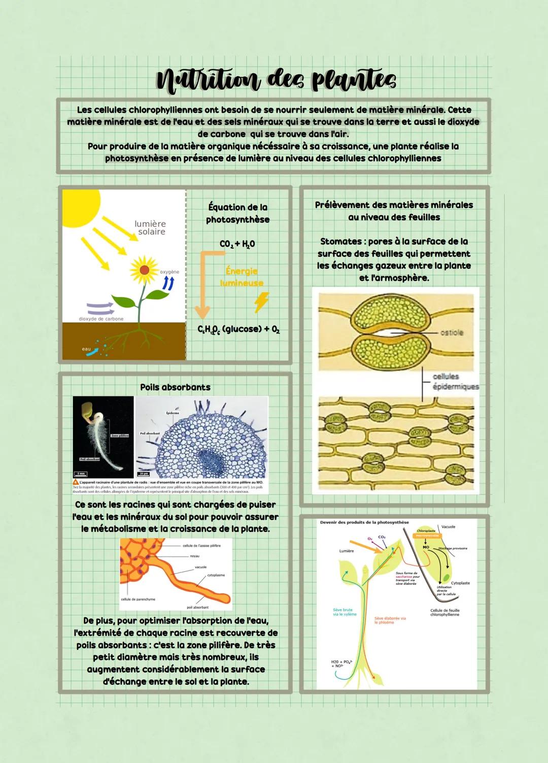 Nutrition des plantes
Les cellules chlorophylliennes ont besoin de se nourrir seulement de matière minérale. Cette
matière minérale est de l