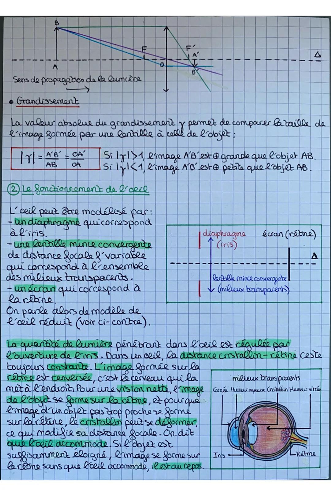 B
|rl=AB² = CA²
A'B' OA'
CA
EI
2 Le fonctionnement de l'oeil
L'oeil peut être modélisé par:
- un diaphragme qui correspond
à l'iris.
- une l