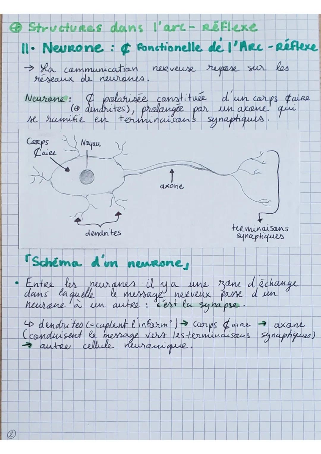 Les Reflexes,:
• Contraction d'un muscle
suite à son propre
étirement (rapide, sté
-Réotypée et invoulantaire)
REFLEXE MYOTATIQUE
→
Fonction