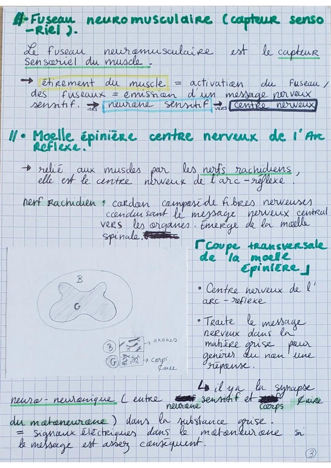 Les Reflexes,:
• Contraction d'un muscle
suite à son propre
étirement (rapide, sté
-Réotypée et invoulantaire)
REFLEXE MYOTATIQUE
→
Fonction