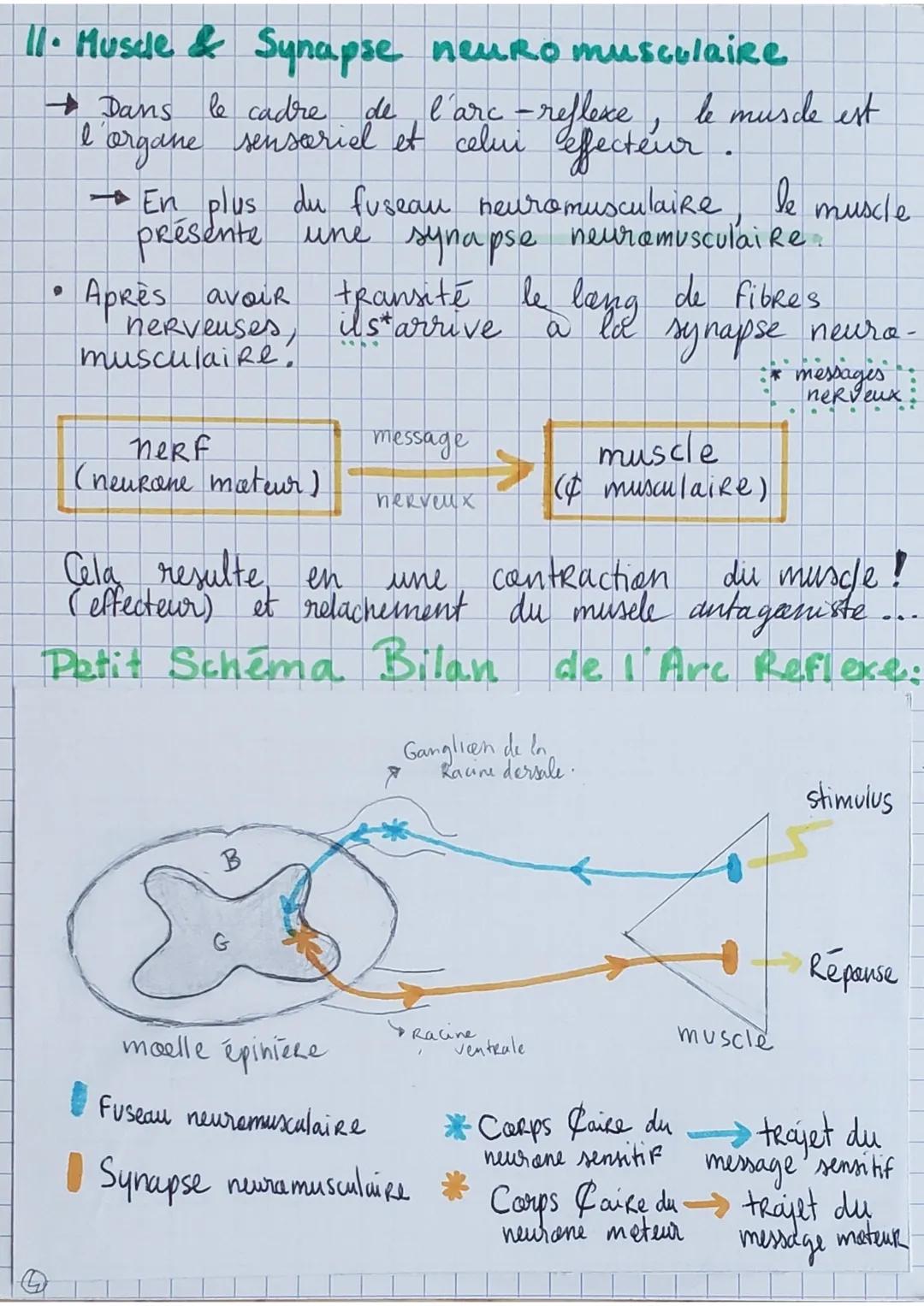 Les Reflexes,:
• Contraction d'un muscle
suite à son propre
étirement (rapide, sté
-Réotypée et invoulantaire)
REFLEXE MYOTATIQUE
→
Fonction