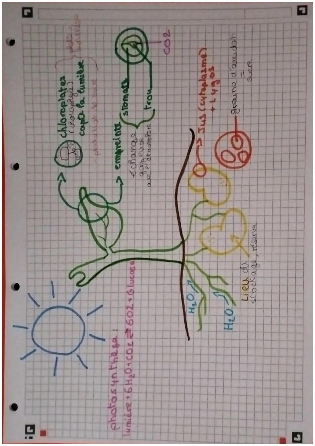 photosynthese:
Tumière + 6H2O+CO26O2+ Glucose
<
chloroplates
(Porophyle)
capte la lumière
empreinte
< échange
gazeux
aux er atmosphoretrou