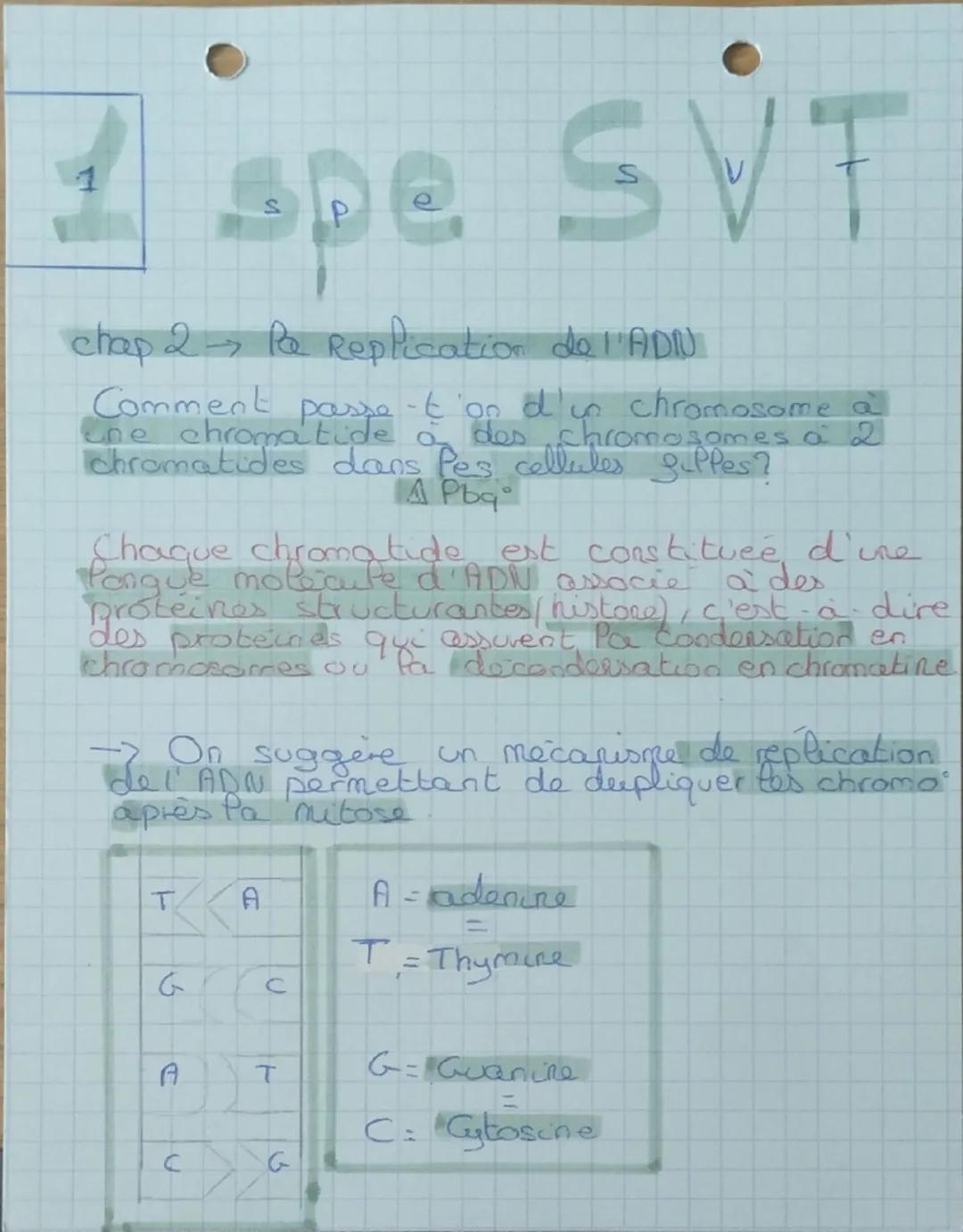 1
spe SVT
chap 2 Pe Replication de l'ADN
Comment passe-t'on d'un chromosome a
ene
ne chromatide à des chromosomes a 2
chromatides dans les c
