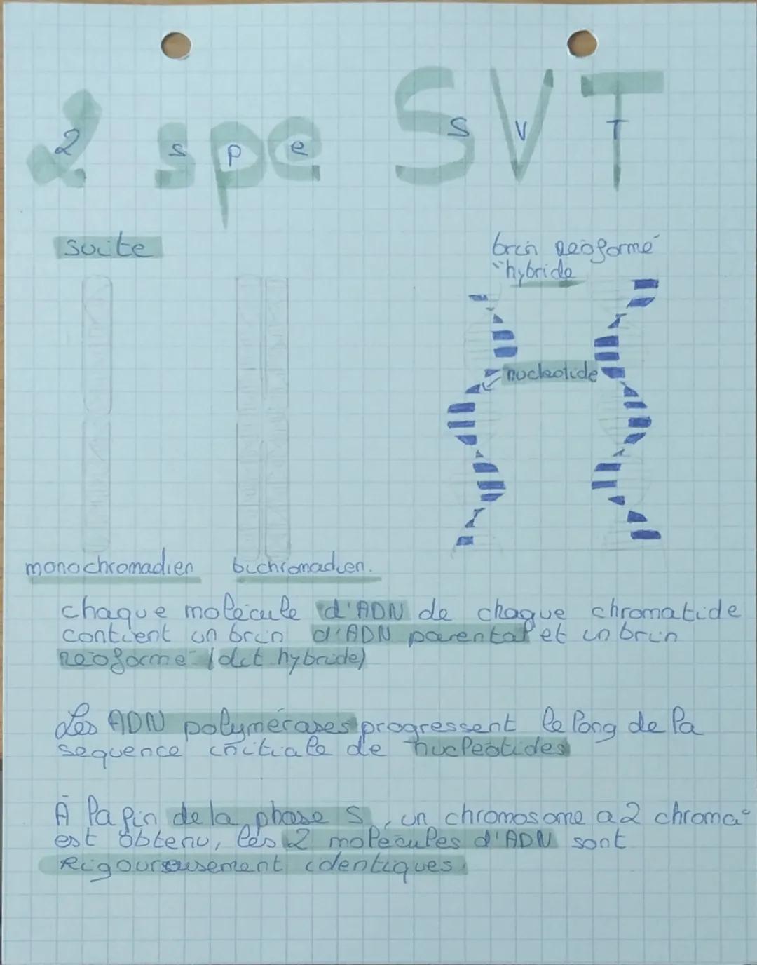 1
spe SVT
chap 2 Pe Replication de l'ADN
Comment passe-t'on d'un chromosome a
ene
ne chromatide à des chromosomes a 2
chromatides dans les c