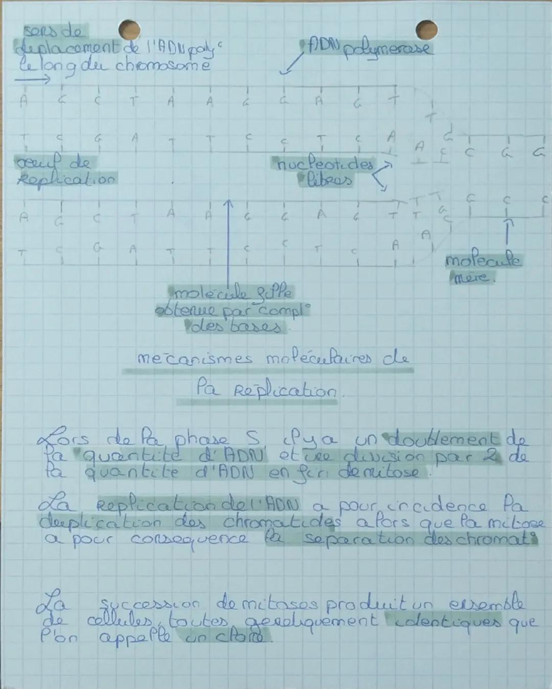 1
spe SVT
chap 2 Pe Replication de l'ADN
Comment passe-t'on d'un chromosome a
ene
ne chromatide à des chromosomes a 2
chromatides dans les c