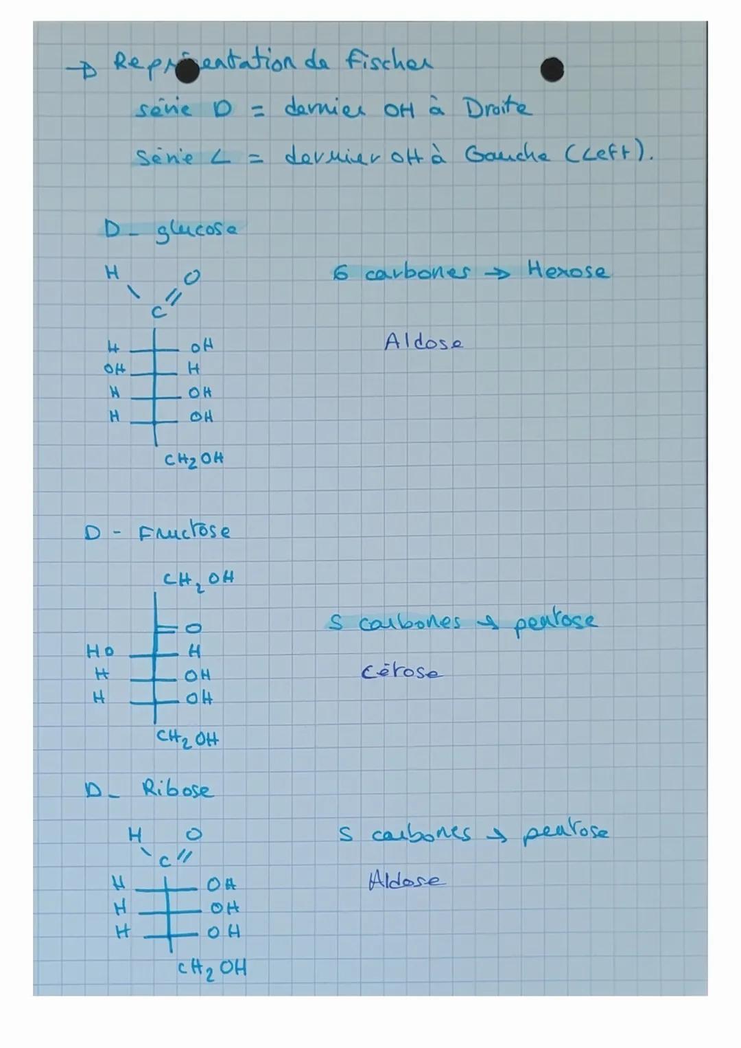 OSIDES polymieres
- Holosides formés uniquement d'oser
Hétélesides formes d'oses et de molécule Mon-
glucidique.
Les Holosides et diholoside