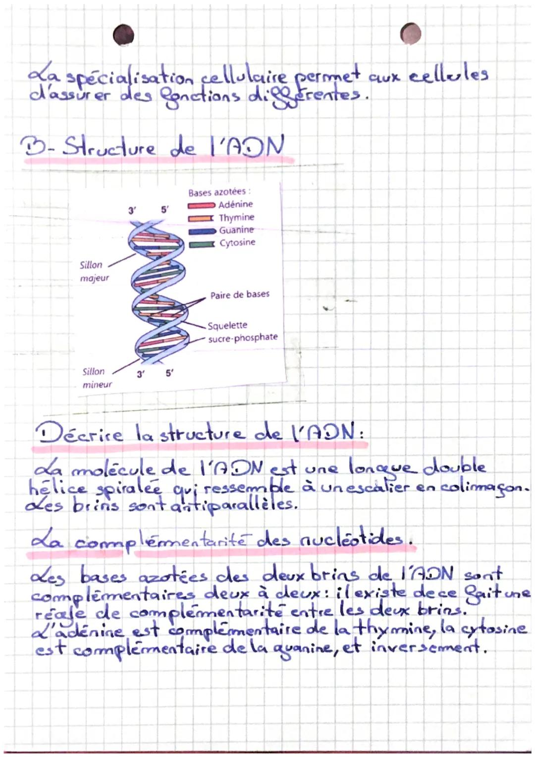 csot
A-La spécialisation des cellules.
-Chez les organismes unicellulaires, toutes les
Sonctions sont assurées par une seule cellule.
-Chez