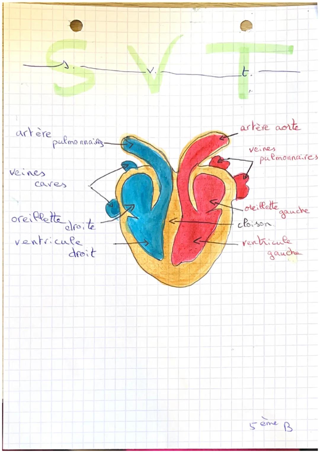 artère
pulmonnaires-
t.
artère aorte
veines
pulmonnaires
Veines
caves
oreiflette
droite
cloison
ventricule
droit
oreillette
gauche
ventricul