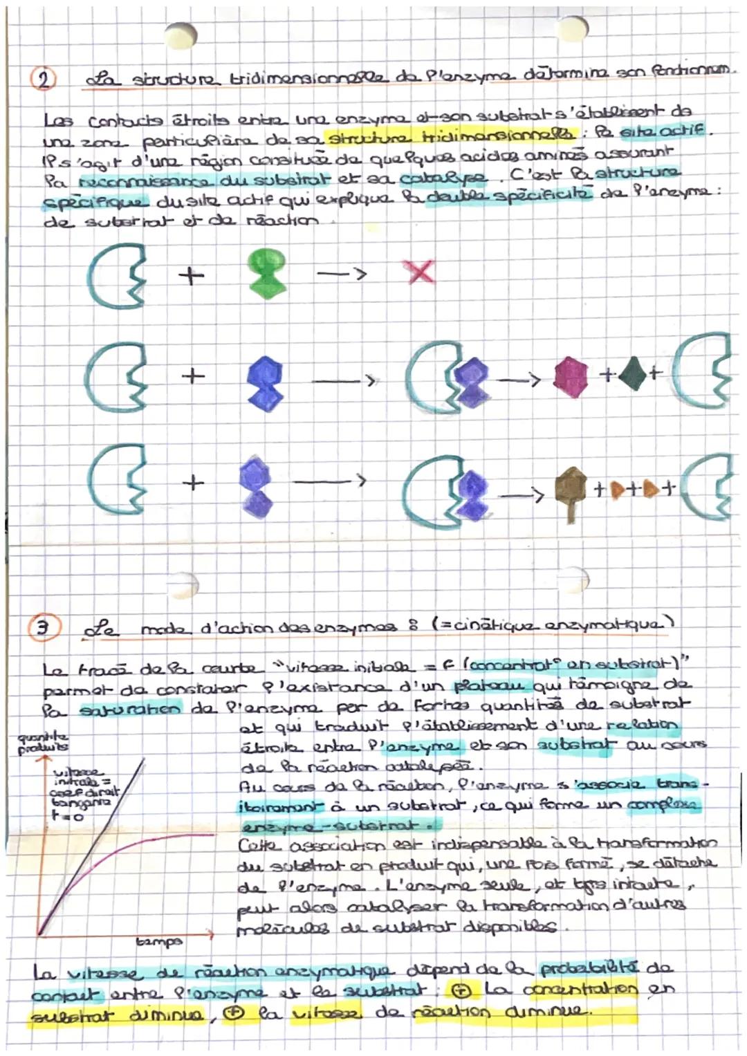 (1) Les proprietes des enzymes
Une
enzymes = catalyseur biologique : ce sont des probzines qui
accăperent Po daroupement d'une reaction chim