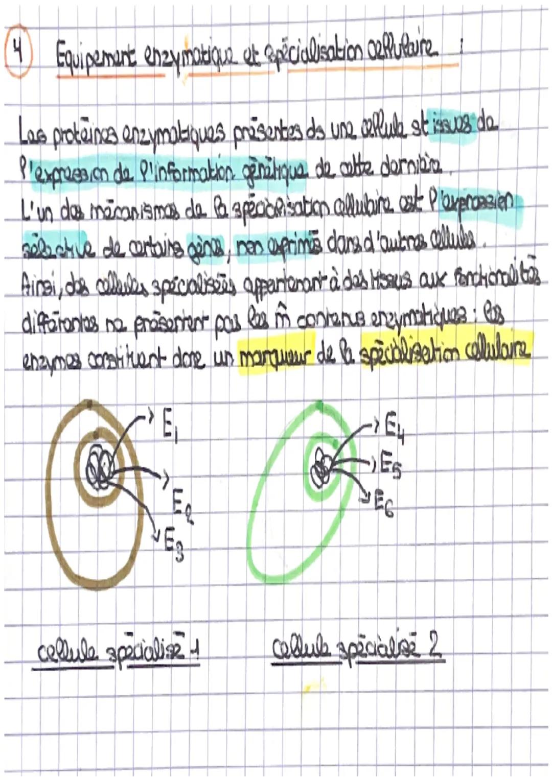 (1) Les proprietes des enzymes
Une
enzymes = catalyseur biologique : ce sont des probzines qui
accăperent Po daroupement d'une reaction chim