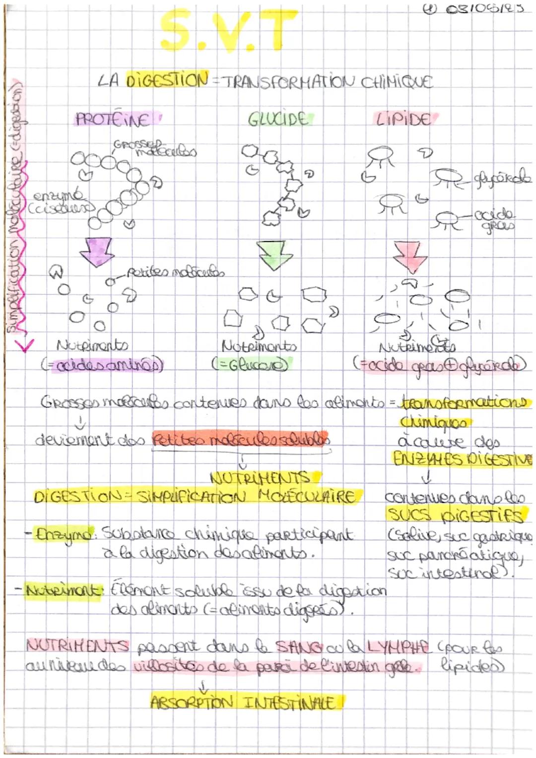 # S.V.T
LA DIGESTION=TRANSFORMATION CHIMIQUE
PROTEINE
♡
enzymé
Cciscess
Bimplification Moleculaire digestion)
Petites molécutos
GLUCI