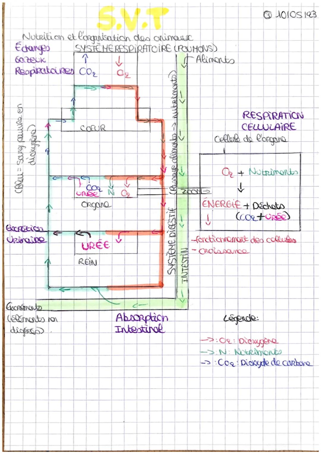 # S.V.T
LA DIGESTION=TRANSFORMATION CHIMIQUE
PROTEINE
♡
enzymé
Cciscess
Bimplification Moleculaire digestion)
Petites molécutos
GLUCI