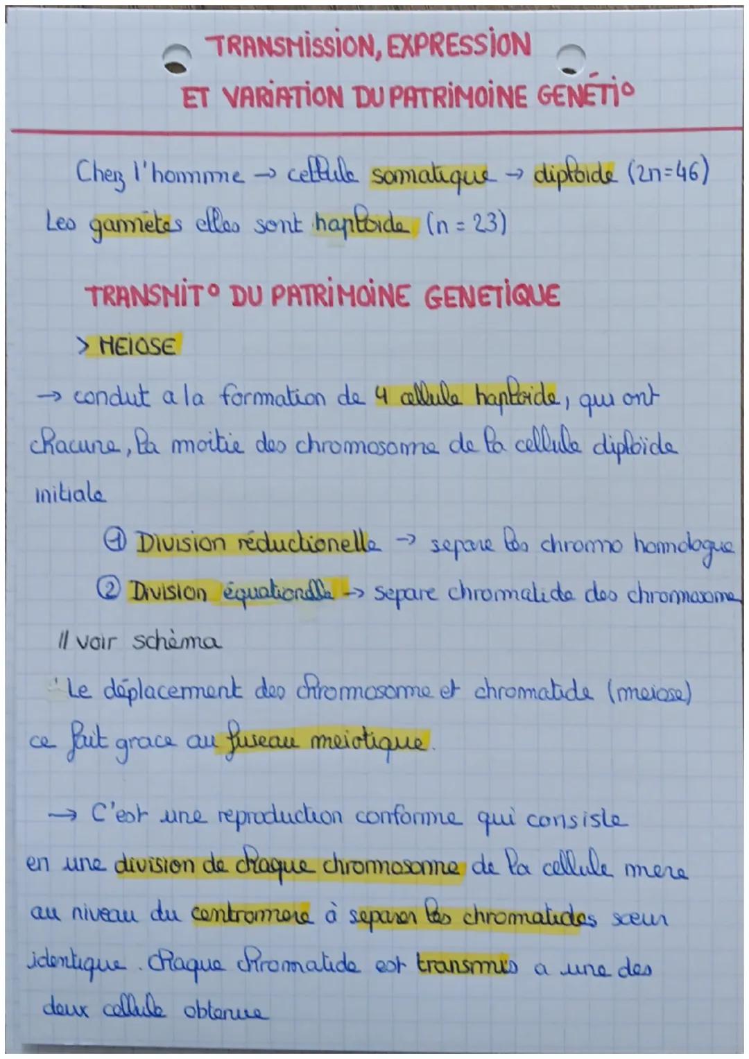 TRANSMISSION, EXPRESSION
ET VARIATION DU PATRIMOINE GENETİ
→
Chez l'homme cellule somatique - diploide (2n=46)
Les gamètes elles sont haploi
