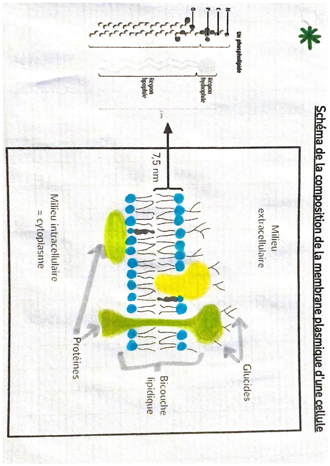 # les microscopes
- éléctronique: utilise un faisceau d'électron
concentre par des lentilles speciales Egrossissement -1000
Pour le microsc