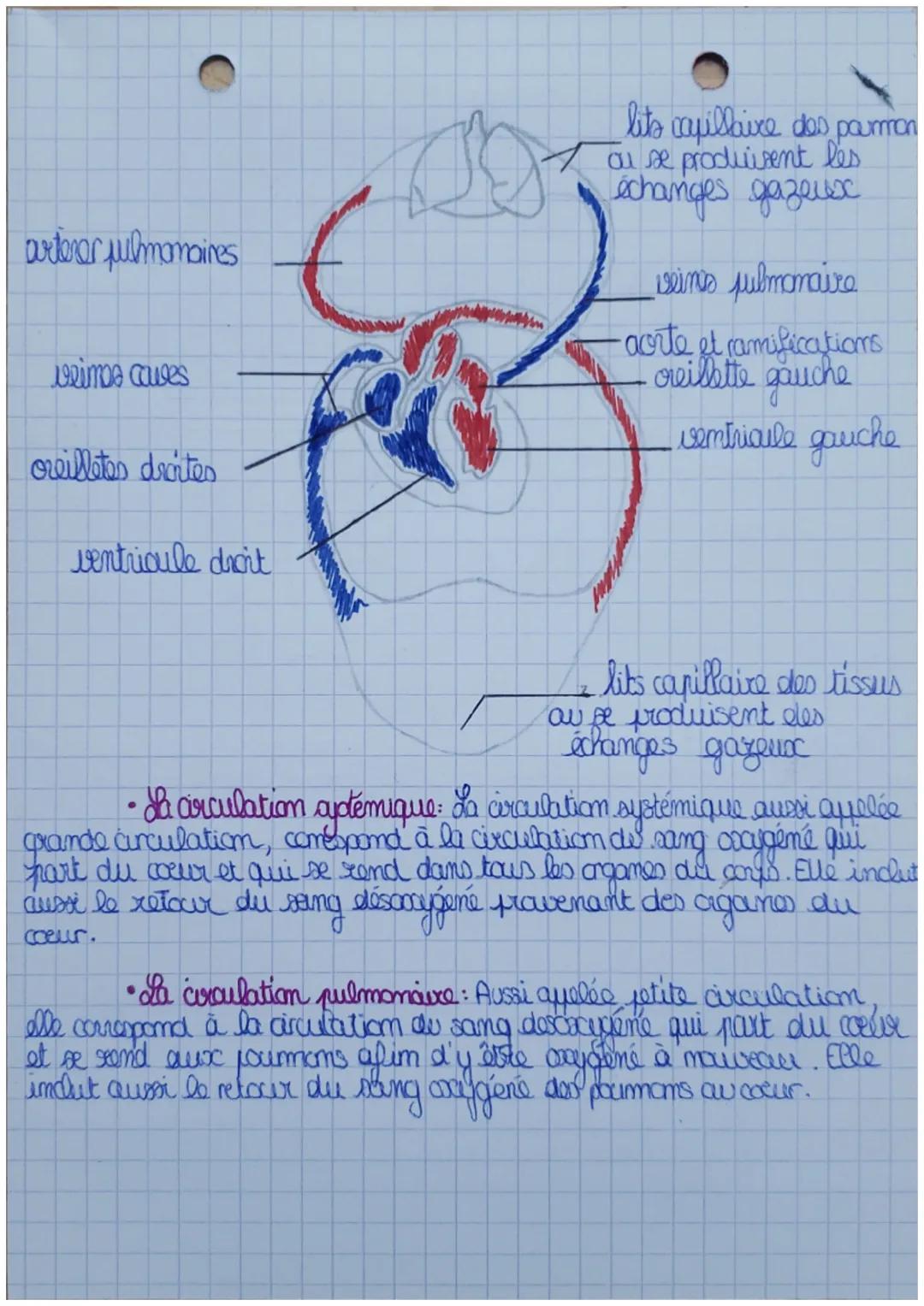 DEFINITION
• L'argamisation du système cardio-vasculaire
L
"'appareil cardio-vasculaire et le système lymphatique assirent la
distribution d