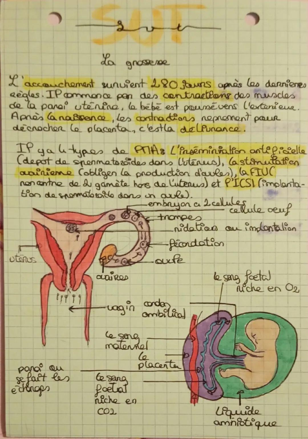 # Svt
La grossesse
Desfinitions
cellute œufs Cellule issue des la fusion des
nayaus du spermatozside et de Parle
fecondation: union d'un
