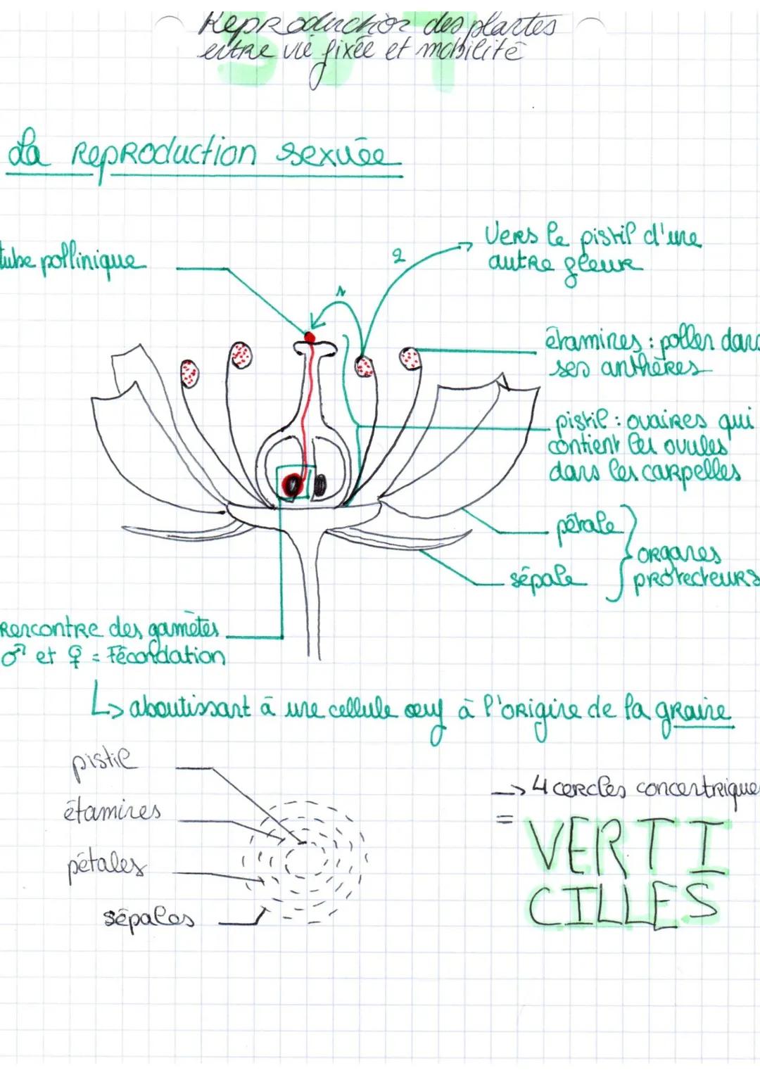 da Reproduction asexuee
= multiplication végérative.
- A partir de n'importe quel gragmert végétal,.
peut obteris n'importe quelle GO.
Indiv