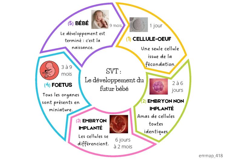 Know Le développement du futur bébé thumbnail