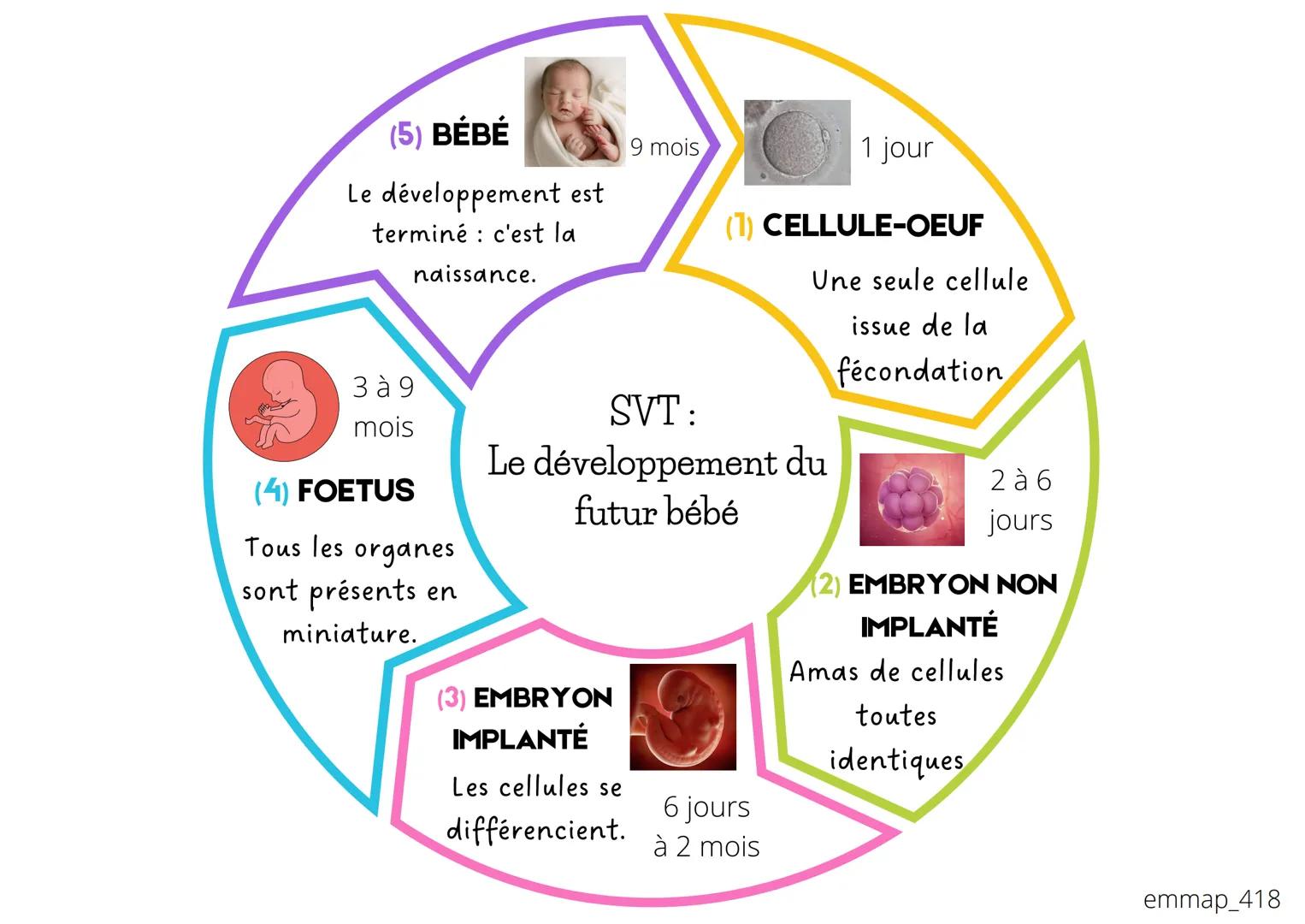 (5) BÉBÉ
Le développement est
terminé : c'est la
naissance.
зад
mois
(4) FOETUS
Tous les organes
sont présents en
miniature.
(3) EMBRYON
IMP